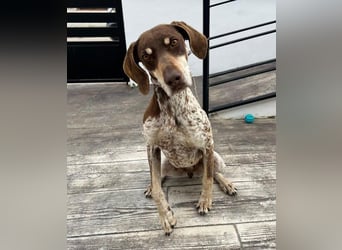 Cheska - sanfte Deutsch-Kurzhaar-Hündin sucht ihr Glück