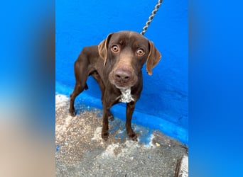 Polo, sucht Geborgenheit