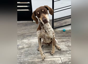 Cheska - sanfte Deutsch-Kurzhaar-Hündin sucht ihr Glück