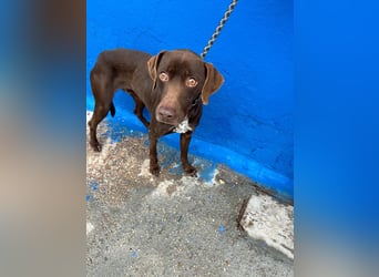 Polo, sucht Geborgenheit