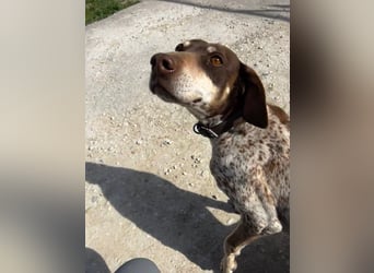 Cheska - sanfte Deutsch-Kurzhaar-Hündin sucht ihr Glück