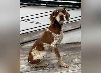 Cheska - sanfte Deutsch-Kurzhaar-Hündin sucht ihr Glück