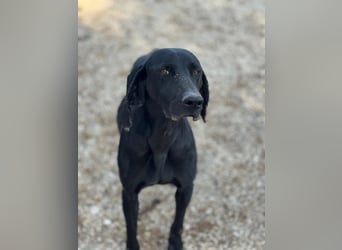 Braca, muss noch aufgepäppelt werden