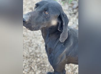 Braca, muss noch aufgepäppelt werden