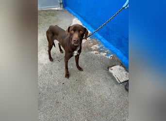 Polo, sucht Geborgenheit