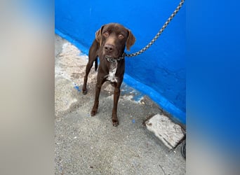 Polo, sucht Geborgenheit