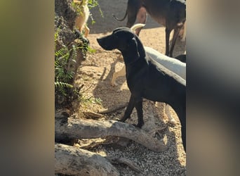 Braca, muss noch aufgepäppelt werden