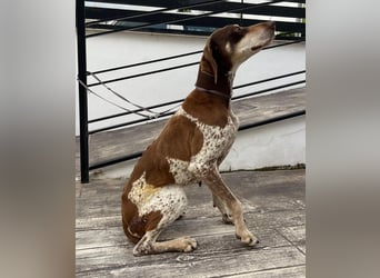 Cheska - sanfte Deutsch-Kurzhaar-Hündin sucht ihr Glück