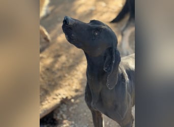 Braca, muss noch aufgepäppelt werden