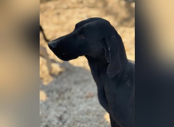 Braca, muss noch aufgepäppelt werden