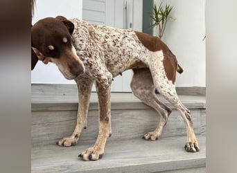 Cheska - sanfte Deutsch-Kurzhaar-Hündin sucht ihr Glück