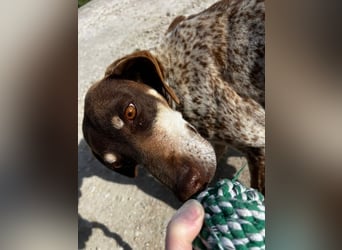 Cheska - sanfte Deutsch-Kurzhaar-Hündin sucht ihr Glück