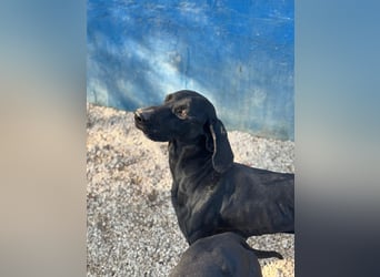 Braca, muss noch aufgepäppelt werden