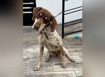 Cheska - sanfte Deutsch-Kurzhaar-Hündin sucht ihr Glück