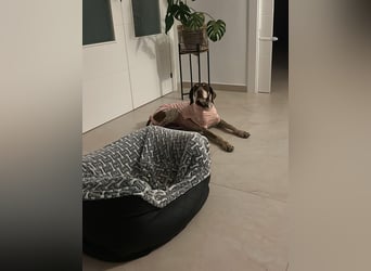 Cheska - sanfte Deutsch-Kurzhaar-Hündin sucht ihr Glück