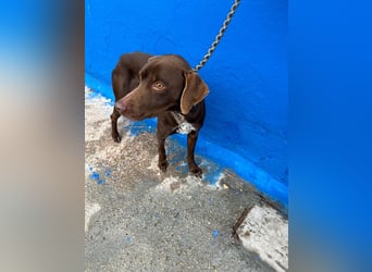 Polo, sucht Geborgenheit