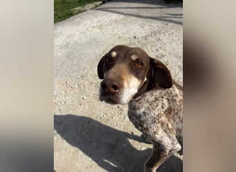 Cheska - sanfte Deutsch-Kurzhaar-Hündin sucht ihr Glück