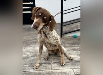 Cheska - sanfte Deutsch-Kurzhaar-Hündin sucht ihr Glück