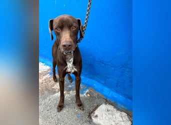 Polo, sucht Geborgenheit