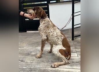 Cheska - sanfte Deutsch-Kurzhaar-Hündin sucht ihr Glück