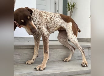 Cheska - sanfte Deutsch-Kurzhaar-Hündin sucht ihr Glück