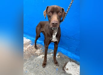 Polo, sucht Geborgenheit