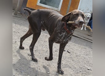 Pietro - selbstbewusster Jäger