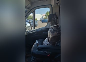 Deutsche Kurzhaar Hündin (Anna) 