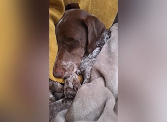 Deutsche Kurzhaar Hündin (Anna) 