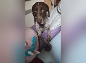 Deutsche Kurzhaar Hündin (Anna) 