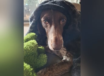 Deutsche Kurzhaar Hündin (Anna) 