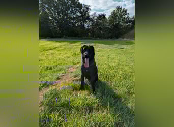 Deutsch Langhaar Schäferhund Mix