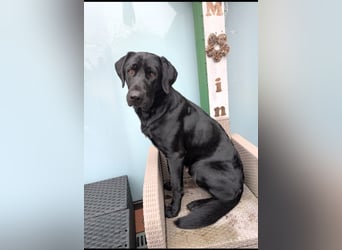 Deutsch Langhaar Schäferhund Mix