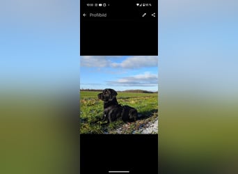 Deutsch Langhaar Schäferhund Mix