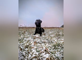 Deutsch Langhaar Schäferhund Mix