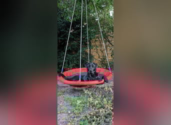 Deutsch Langhaar Schäferhund Mix