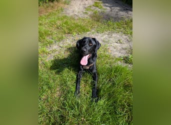 Deutsch Langhaar Schäferhund Mix