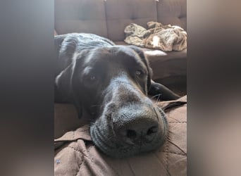 Deutsch Langhaar Schäferhund Mix