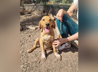 DARDO-neugierig bewegungsfreudig möchte nicht nur kuscheln sondern seine liebevolle Für-immer-Fam."