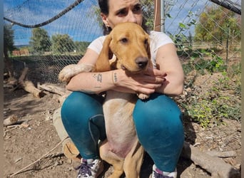 DARDO-neugierig bewegungsfreudig möchte nicht nur kuscheln sondern seine liebevolle Für-immer-Fam."