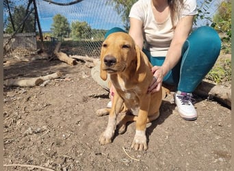 DARDO-neugierig bewegungsfreudig möchte nicht nur kuscheln sondern seine liebevolle Für-immer-Fam."