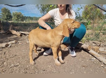 DARDO-neugierig bewegungsfreudig möchte nicht nur kuscheln sondern seine liebevolle Für-immer-Fam."