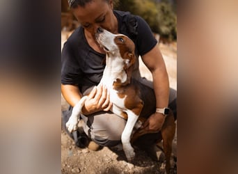 Süße ♥ Skcolina ♥ verspieltes junges Bracken-Mix-Fellmädchen