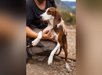 Süße ♥ Skcolina ♥ verspieltes junges Bracken-Mix-Fellmädchen