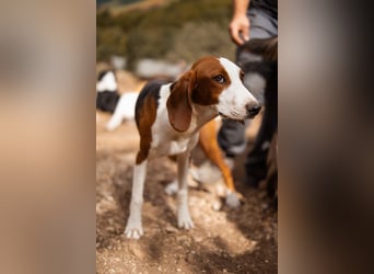 ♥Mira♥ sanfte zauberhafte Bracken-Mix-Fell-Seele