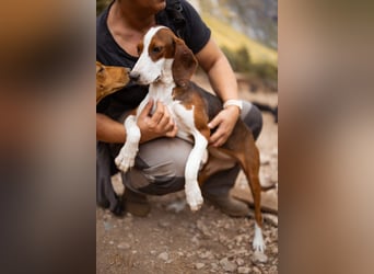Süße ♥ Skcolina ♥ verspieltes junges Bracken-Mix-Fellmädchen