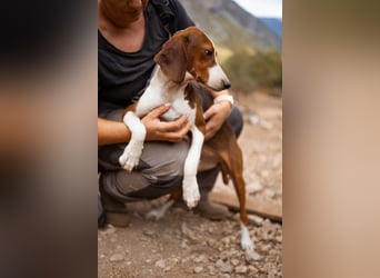 Süße ♥ Skcolina ♥ verspieltes junges Bracken-Mix-Fellmädchen