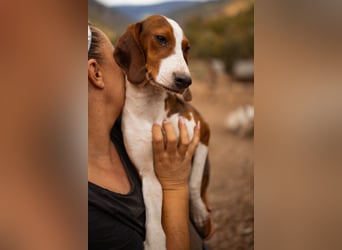 Süße ♥ Skcolina ♥ verspieltes junges Bracken-Mix-Fellmädchen