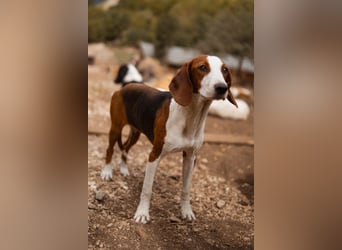 ♥Mira♥ sanfte zauberhafte Bracken-Mix-Fell-Seele
