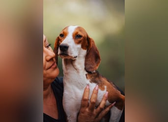 Süße ♥ Skcolina ♥ verspieltes junges Bracken-Mix-Fellmädchen